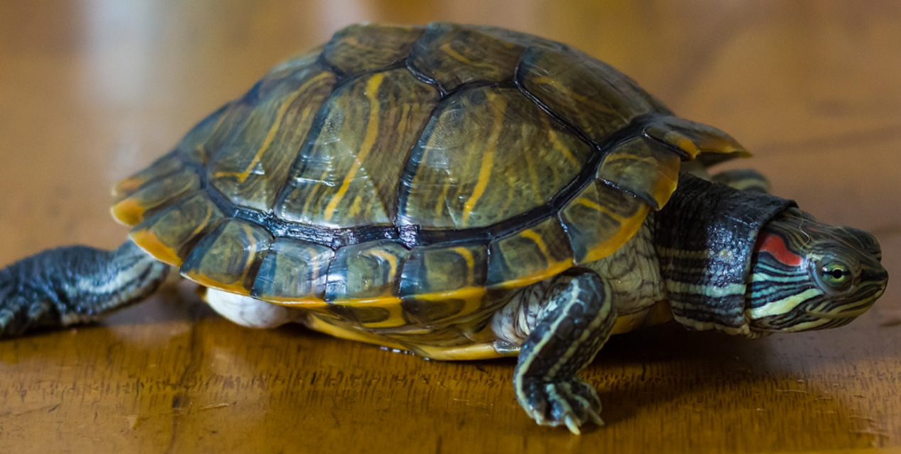 黄耳龟和巴西龟区别是什么?这三个区别你知道吗?