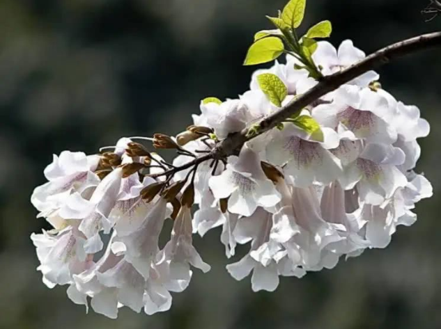 那些事儿丨宋春花:雪地开满泡桐花