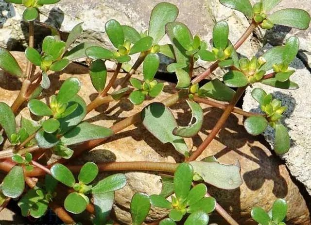 植保知识丨大葱田间杂草及防治