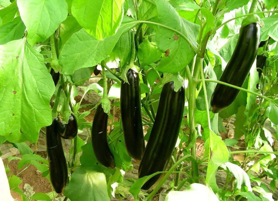 老樵聊三农:茄子高产的种植方法