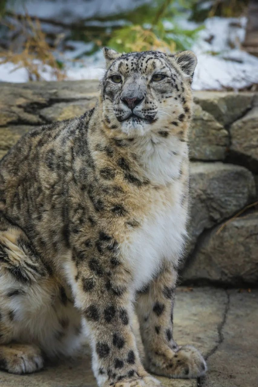 作为艾叶花皮豹的它,在今天通常被认为是雪豹,宋人邓宗度《黄山杂咏