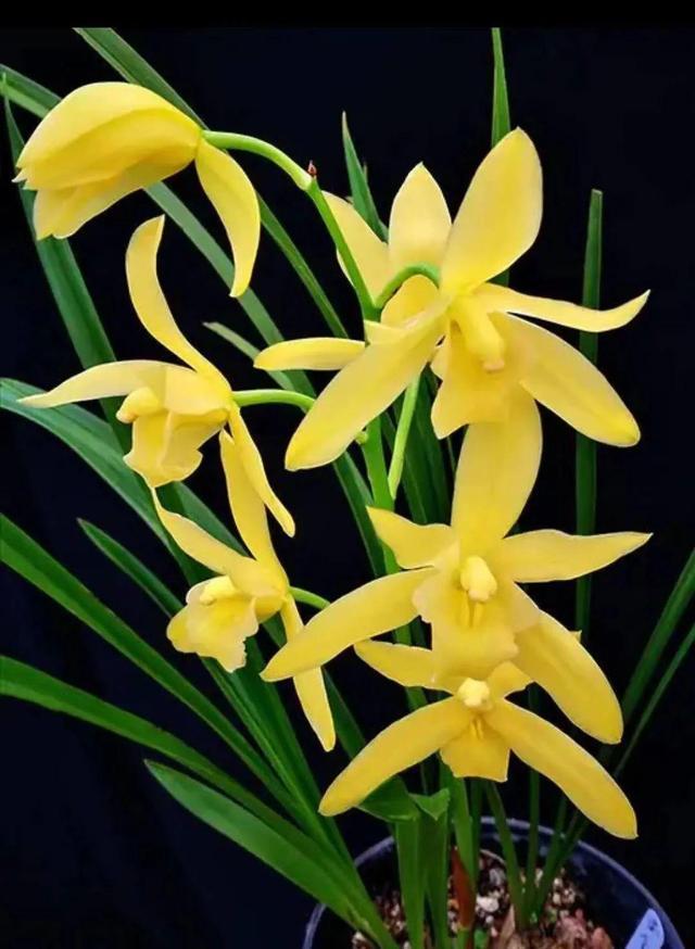 懂兰花的,喜欢养这种四季兰,兰香浓郁,花色金黄,好养活