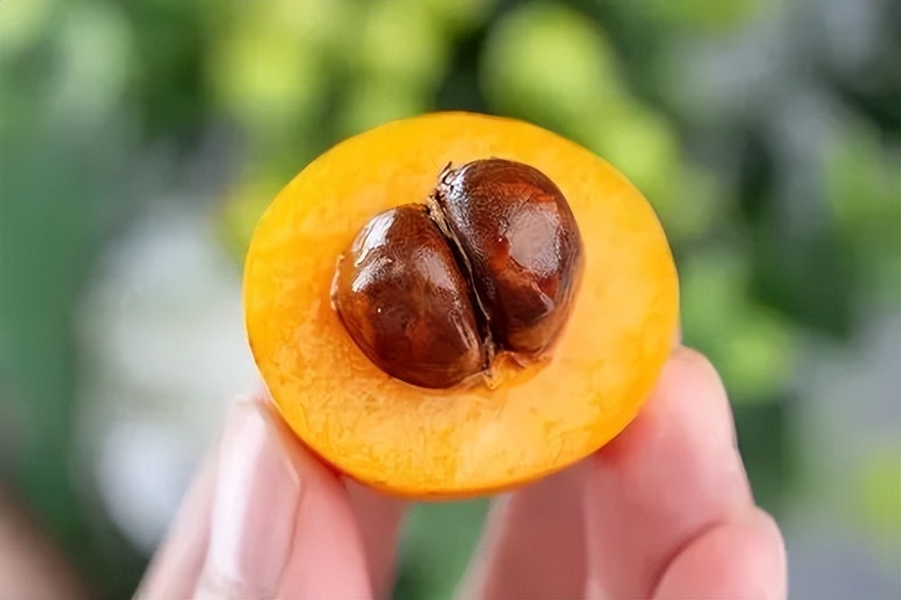 江南好风光,"金果子"味甘似蜜