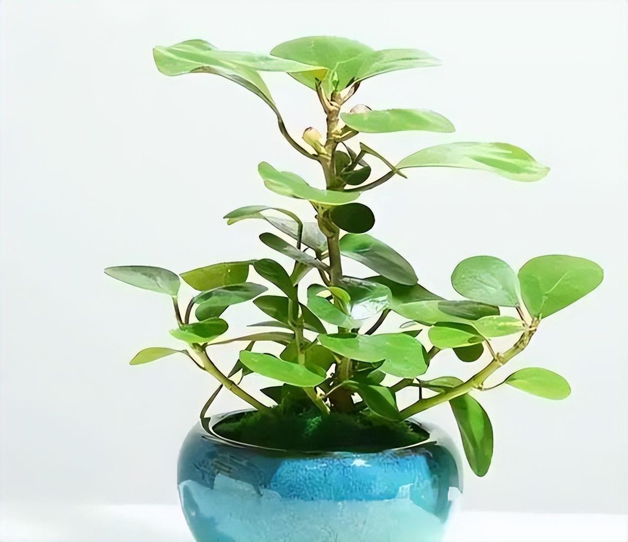 精品绿植——小盼菩提