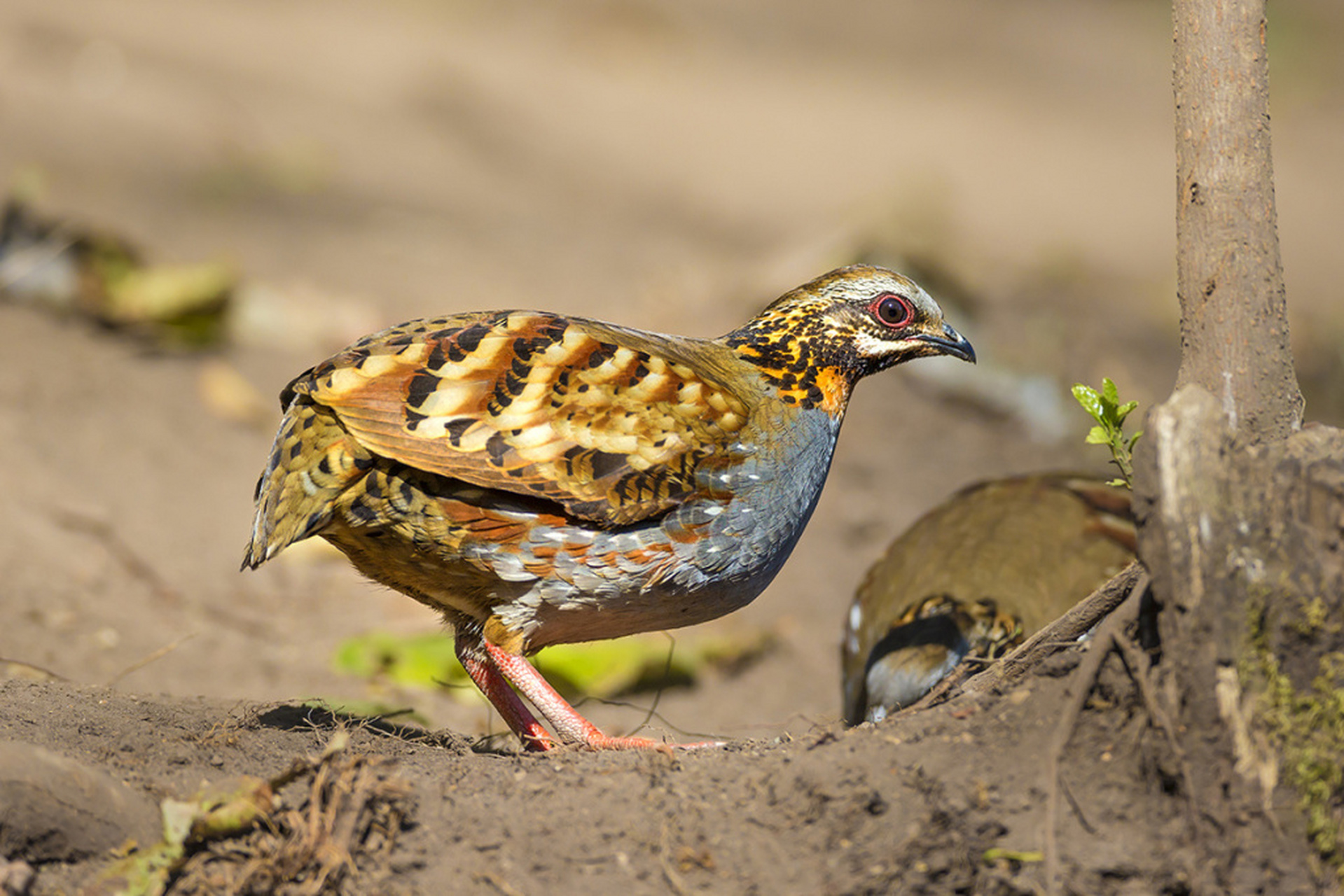 美好辽宁欢迎您# #网红打卡地辽宁杠杠滴# 鸟类科普:林下灵禽红荷山