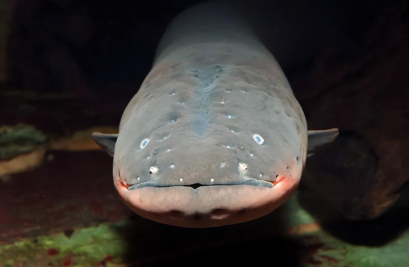 鳄鱼一口咬中电鳗被电到全身抽搐两者谁才是亚马逊终极杀手