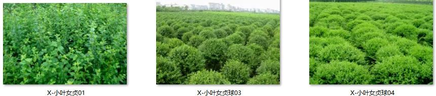 植物图片大全（各种植物图片及名称） 第89张