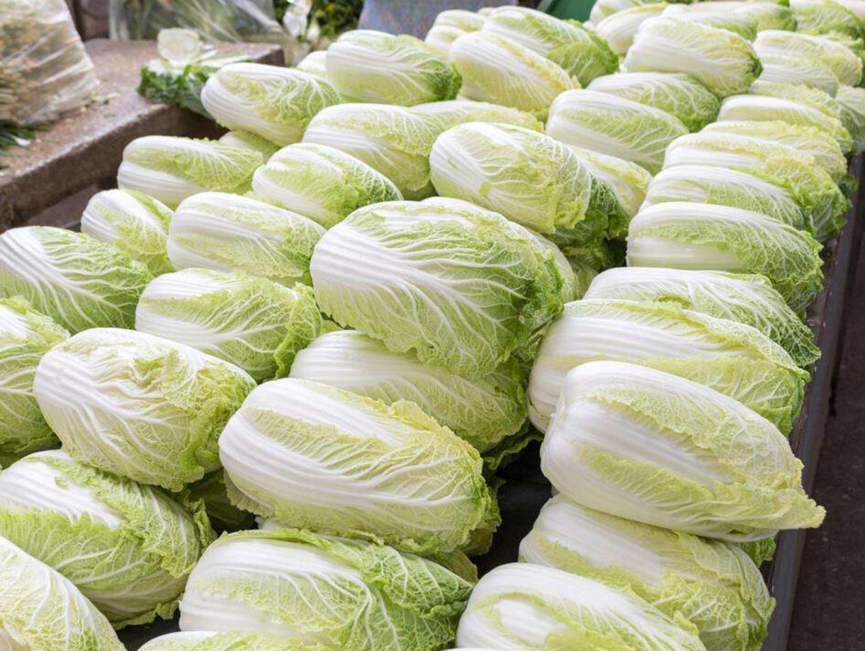 想要栽培好春白菜,就要掌握正确的方法以及时间,以免造成损失