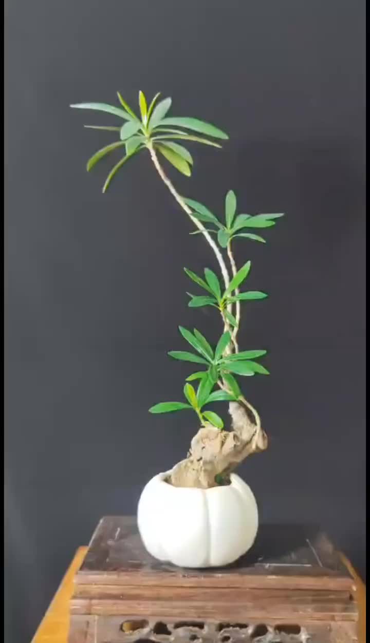 野生海岛柳叶栀子花,耐阴好养, 美如画!