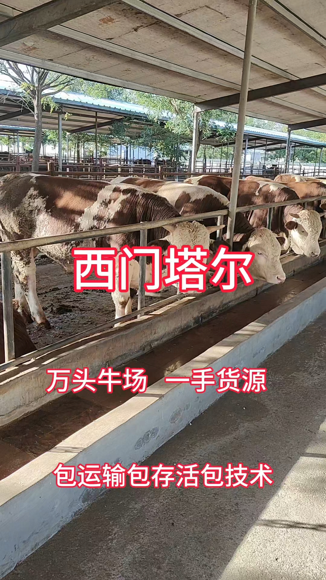 四代西门塔尔牛十头起全国包运输