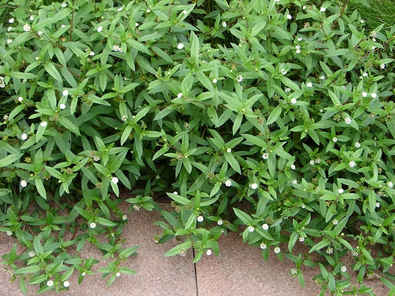 墨旱莲被誉为天然的乌发草,不仅可以药用,嫩茎叶还能当野菜食用