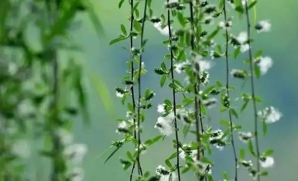 詠柳絮 綠蔭枝上暗芳華,一遇東風事事嗟.