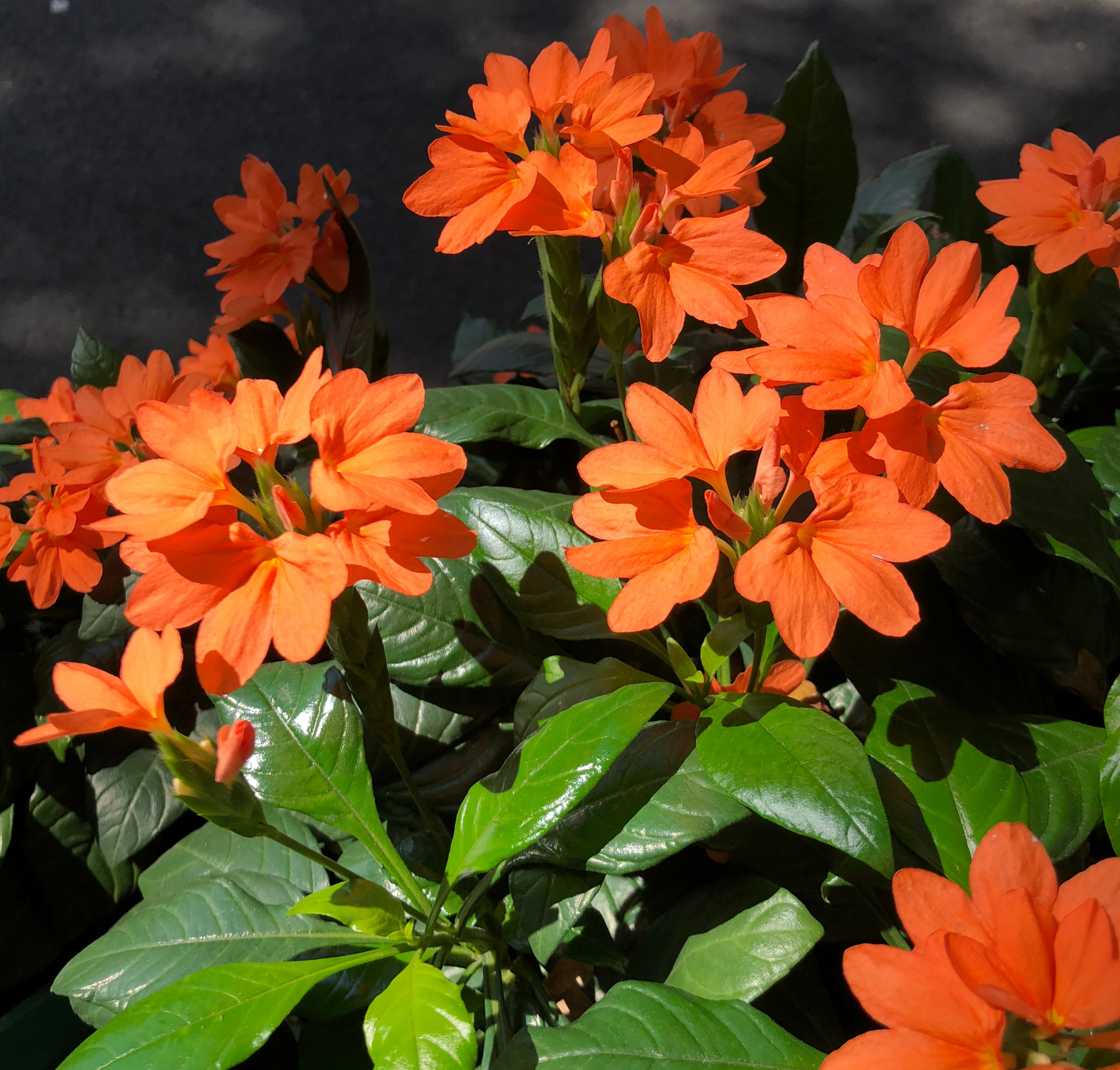 北阳台养花,养棵"鸟尾花"吧,耐阴好打理,开花很勤奋