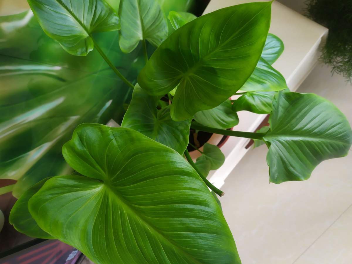 千年健 - 热门商品专区