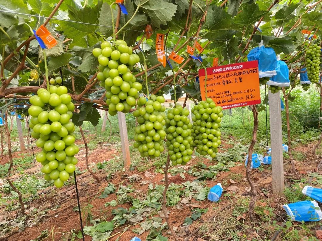 雲南建水陽光玫瑰葡萄無核膨果技術應用效果展示