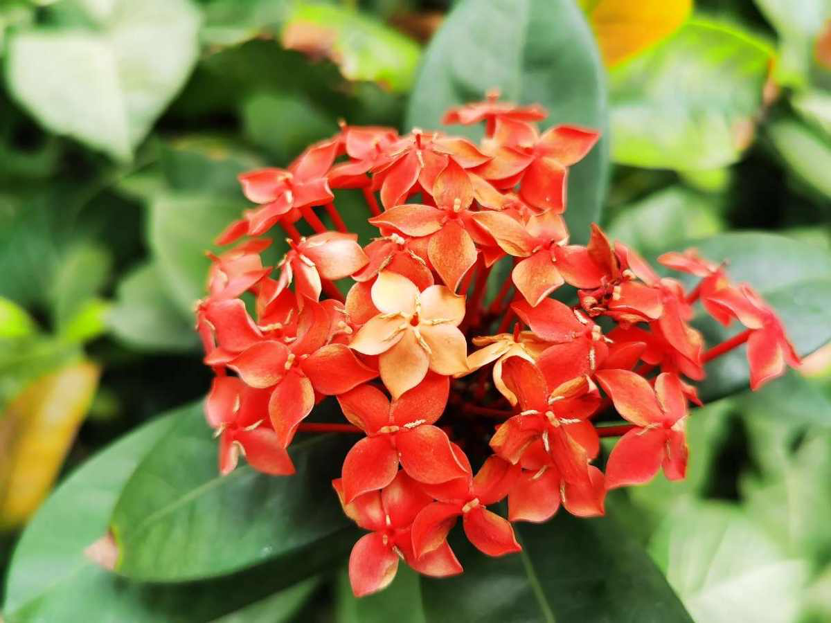 3种"团圆花",开出满盆"大花球",看着喜庆又吉祥