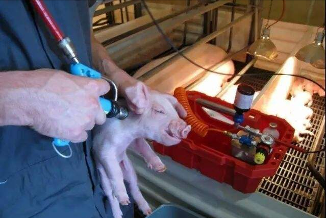 仔猪补铁,打脖子好还是大腿好?补铁还有哪些注意事项?