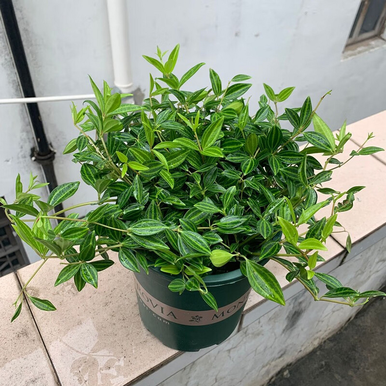 白脉椒草是一种观赏植物,喜温暖湿润环境,不耐寒和高温.