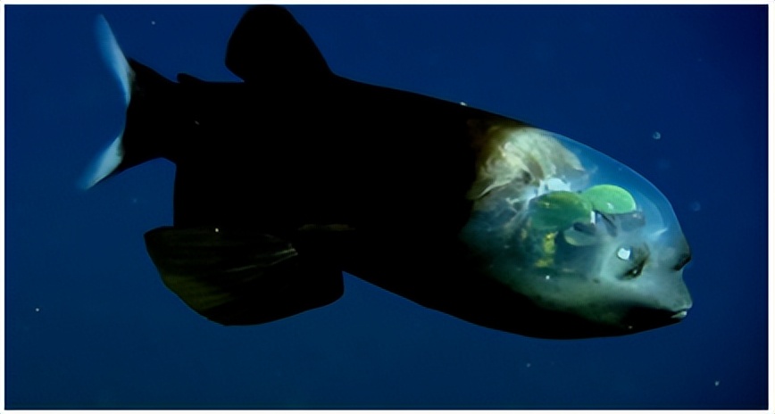 深海中15种奇怪且可怕的海洋生物