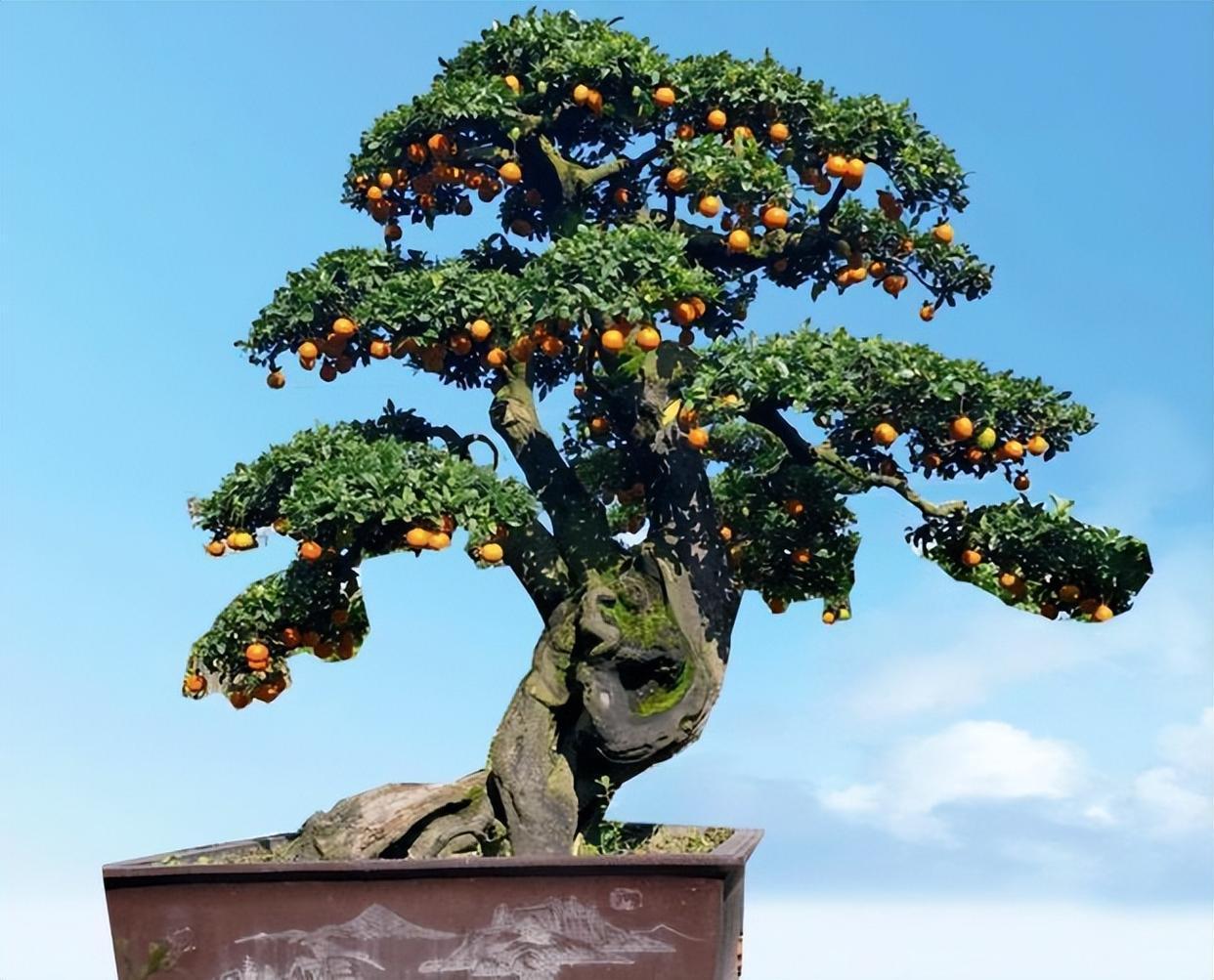 精品盆栽——金弹子,典雅大气,带你观赏一下