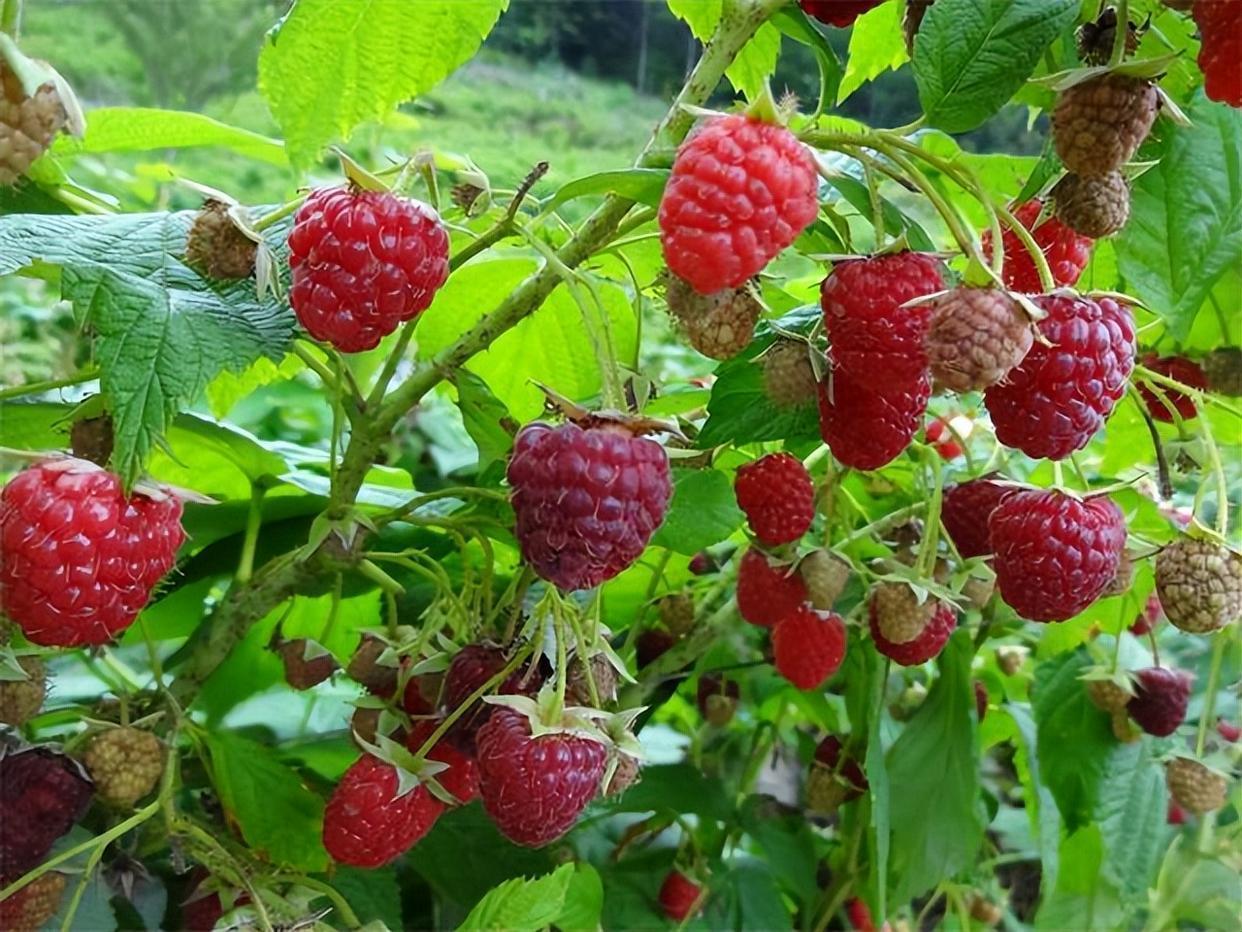 长在树上的草莓,结果量多,观赏价值也高,一起看看