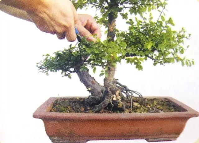 用岭南派盆景造型技法,尝试制作"活着的中国山水画"