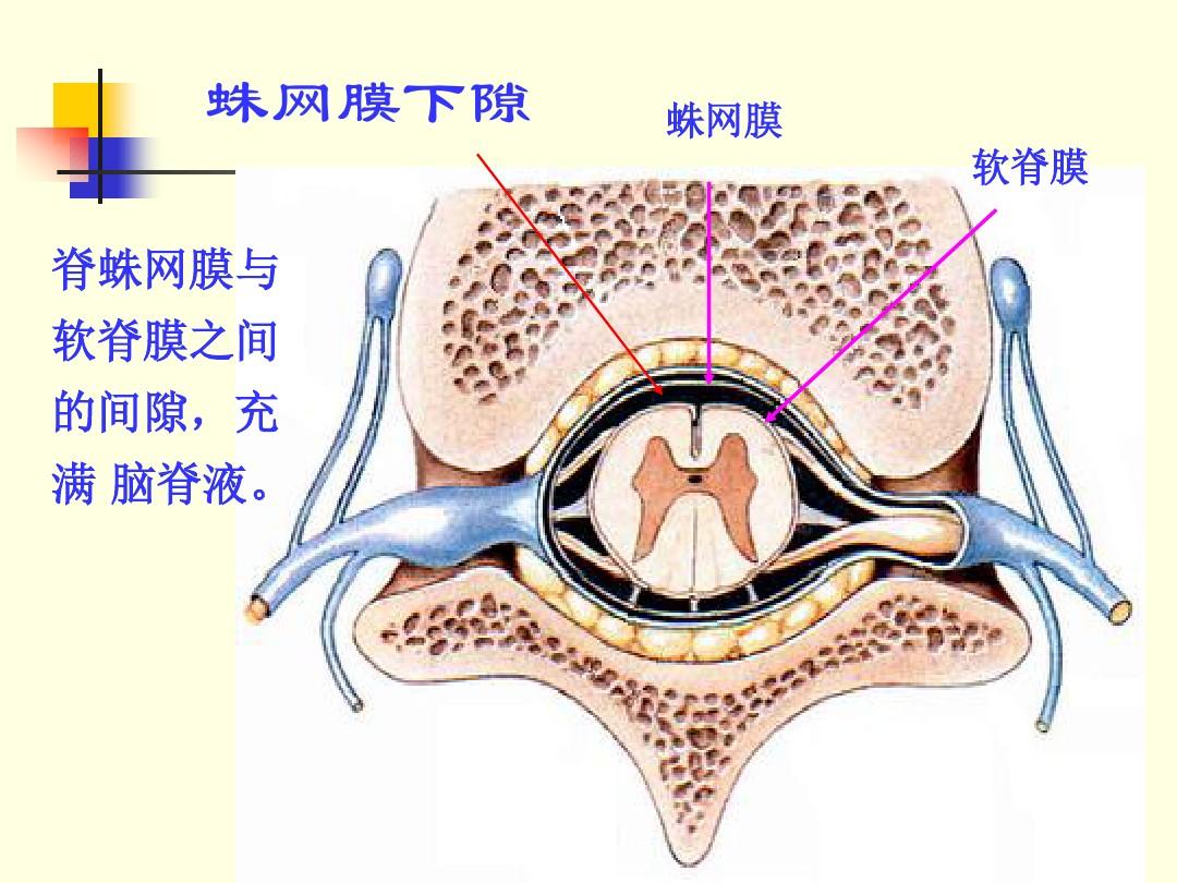 继发性粘连性蛛网膜炎,导致患病的因素有物理因素,化学性因素等