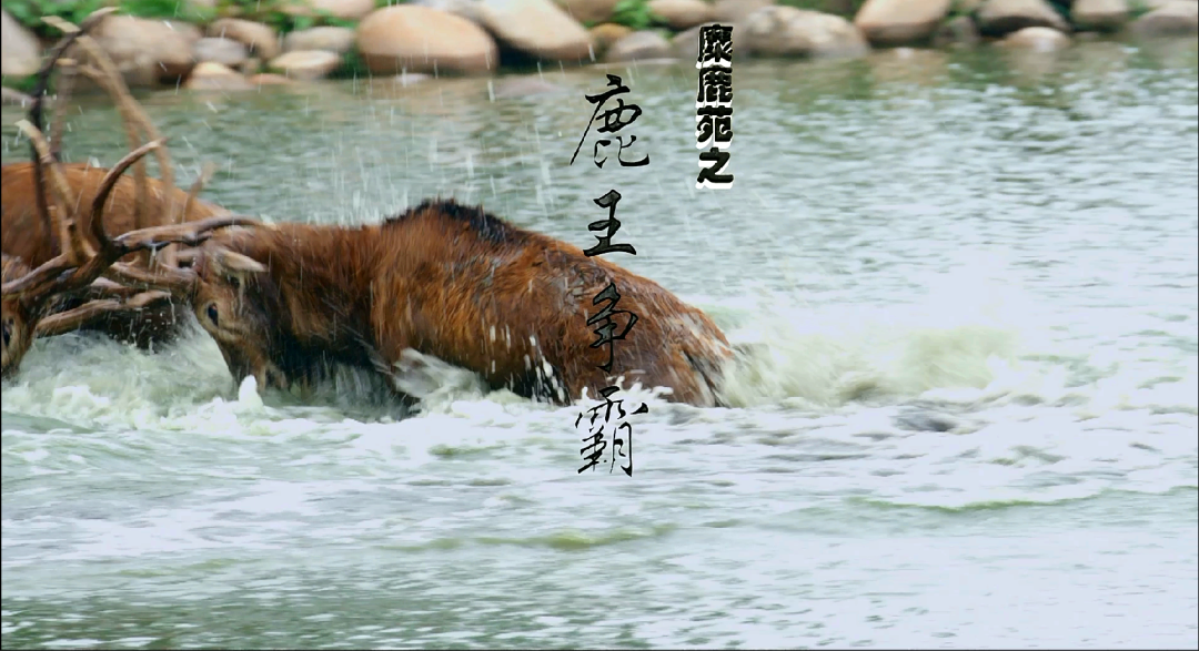 麋鹿自然影片正式登录腾讯视频