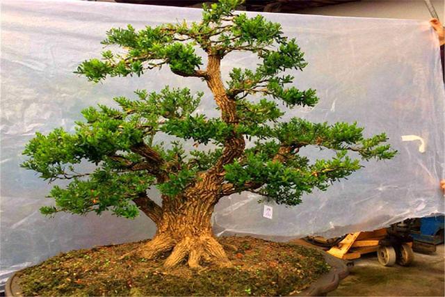 家庭养黄杨盆景,打好这4个基础,随便养都能活,一盆升值20倍