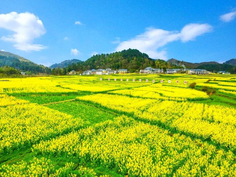 百花即将绽放快来贵州桐梓旅游浪漫花海等你来逍遥