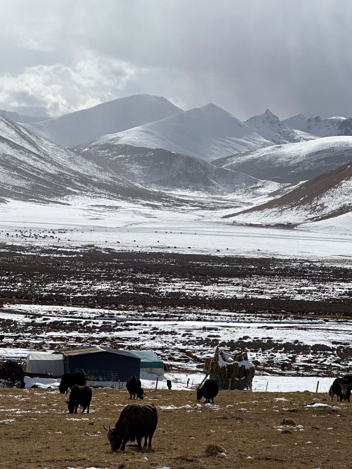 在理塘6015雪山下的神塔与牛羊live