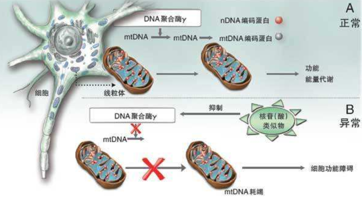罕见的疾病——线粒体脑肌病,发病症状明显,可能伤及神经和肌肉