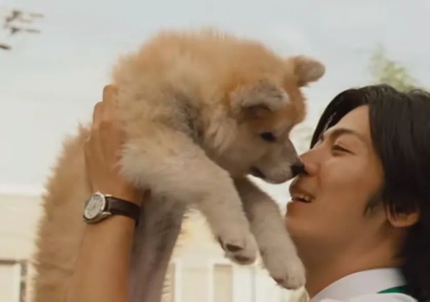 《星守之犬—每一只狗狗都值得用心去爱
