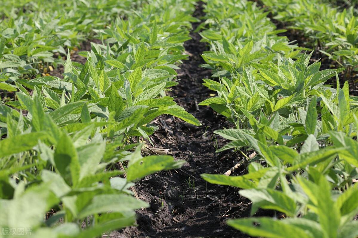 板蓝根种植技术及效益分析