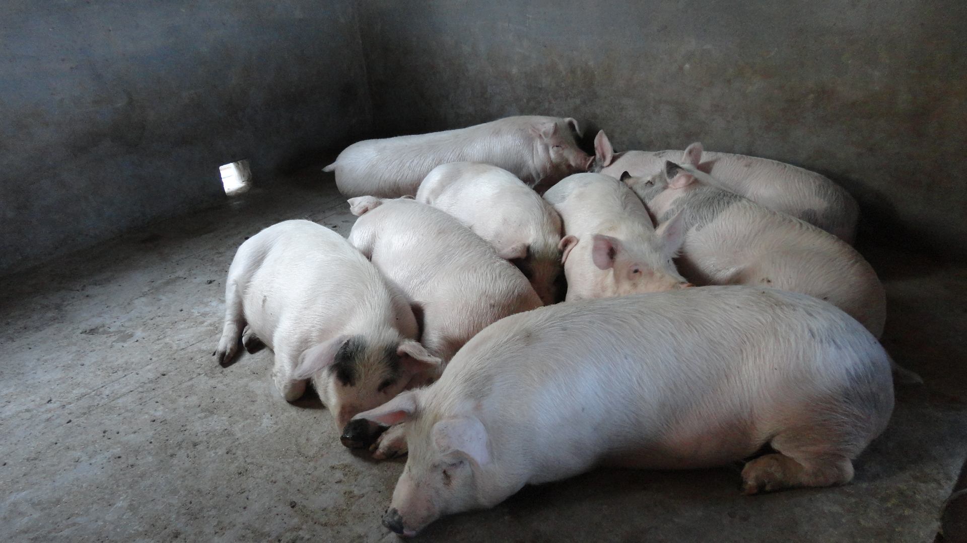 肥猪要怎样喂才长得快呢?育肥猪的饲料的最佳配方是什么?收藏!