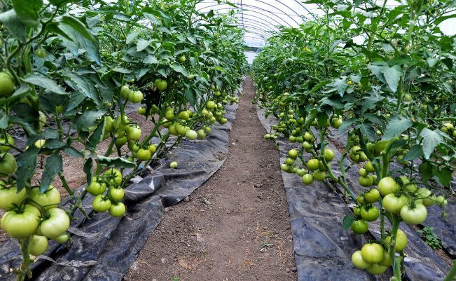 大棚种植番茄应该如何调控温度?种植大户都是这样做的,抓紧收藏