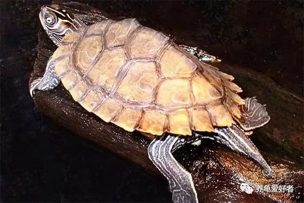 乌龟和壁虎虽然都属于爬行动物,壁虎尾巴断了还可以再长出来,为什么到