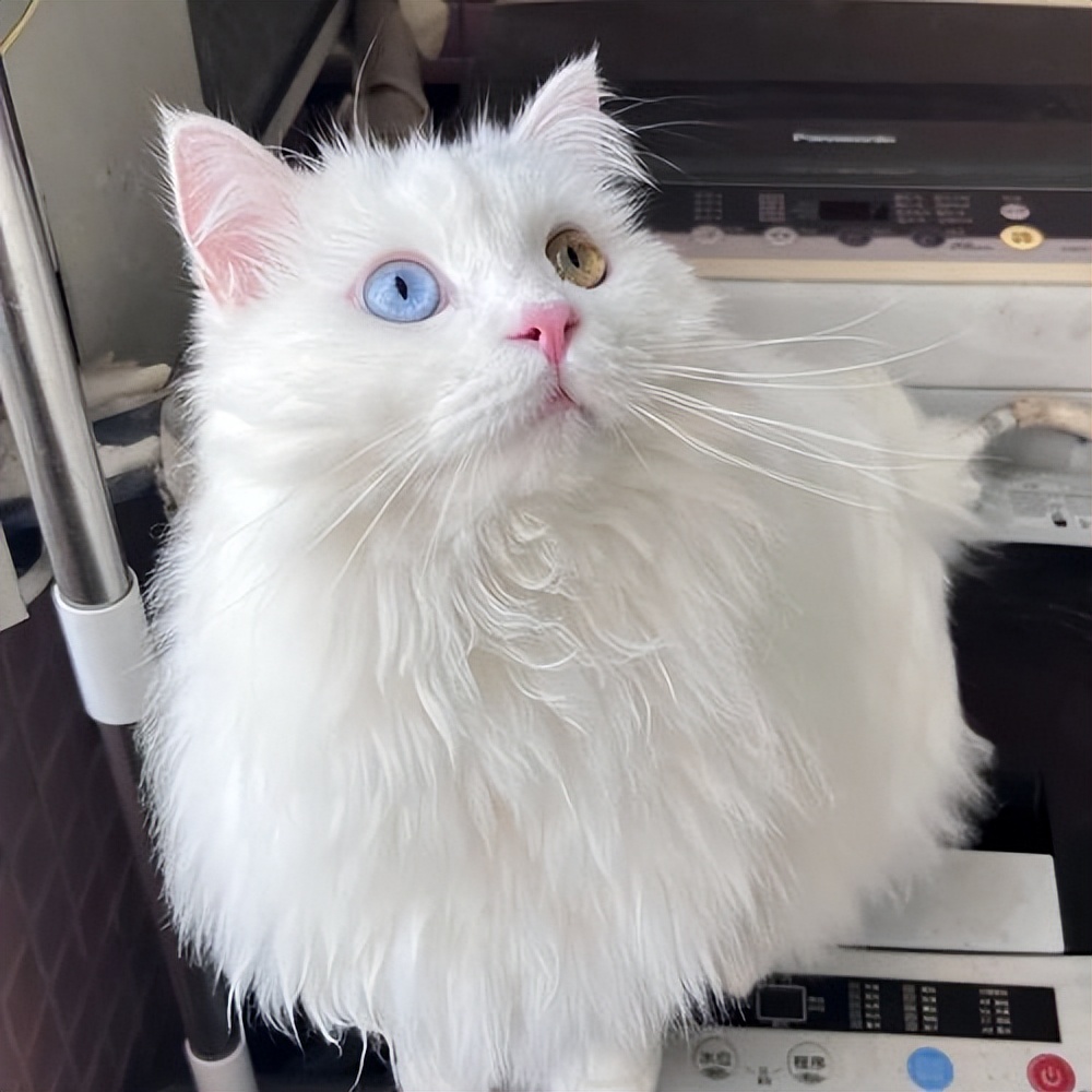 "山东狮子猫",颜值不亚于布偶猫,有什么优缺点呢?