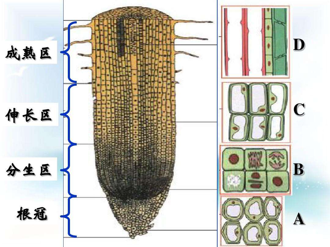 根尖细胞结构模式图图片