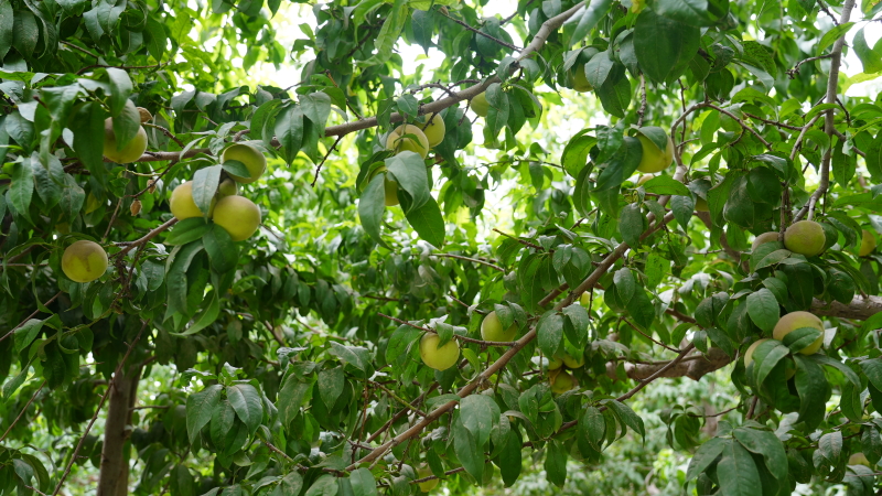 新疆和田:"土桃"喜迎丰收季