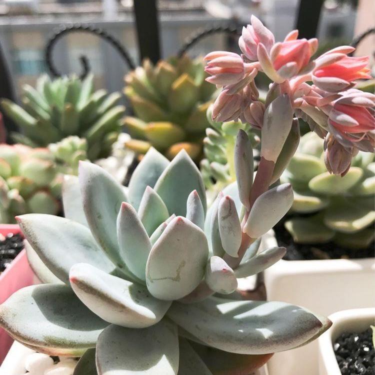 多肉植物:霜之朝,多肉界的小仙女,粉粉嫩嫩,养护起来真容易