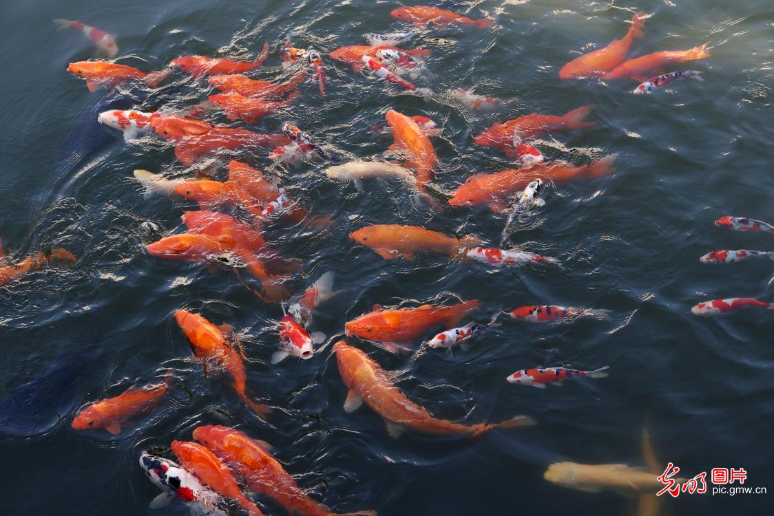 600尾水中锦鳞游进北京故宫