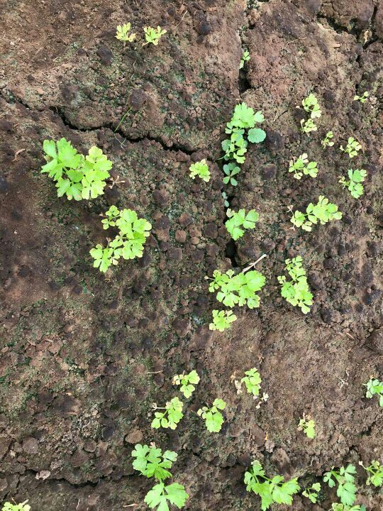 如何學會種植芹菜?掌握這幾個種植技巧,小白都能輕鬆種出芹菜