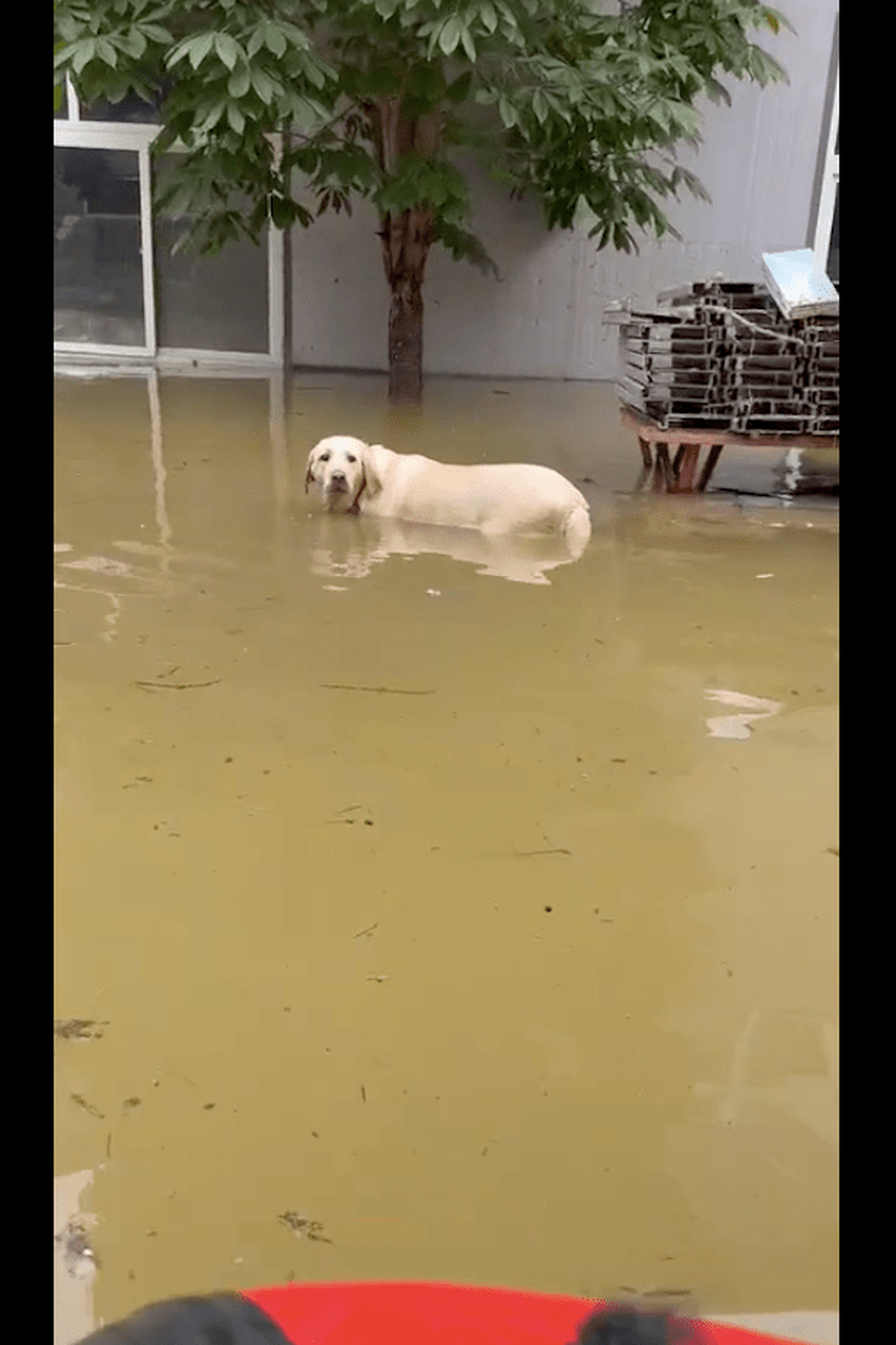 狗狗站在洪水中被泡了3天,主人来接它竟没反应,以