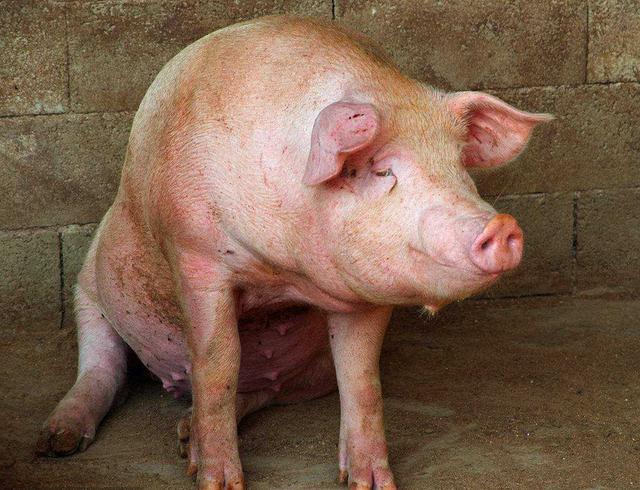 猪蓝耳病用什么药治疗?中西结合,才最有效