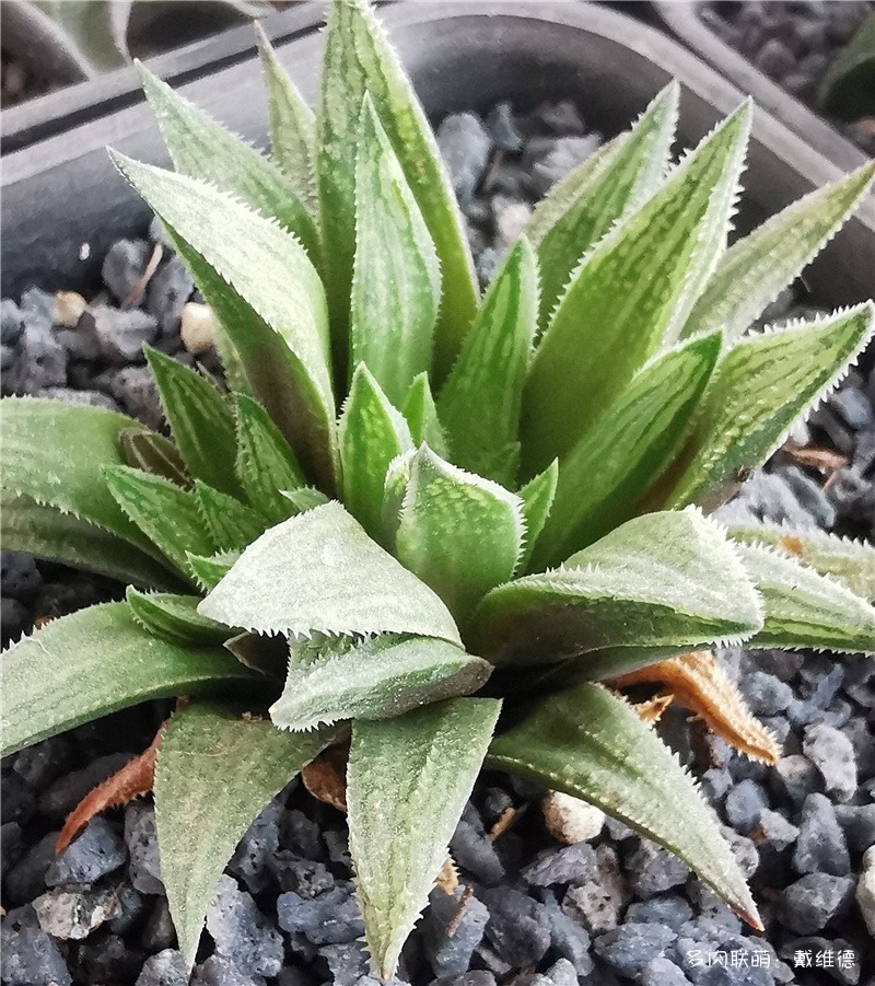 三月春风乍暖吹瓦苇多肉日渐肥