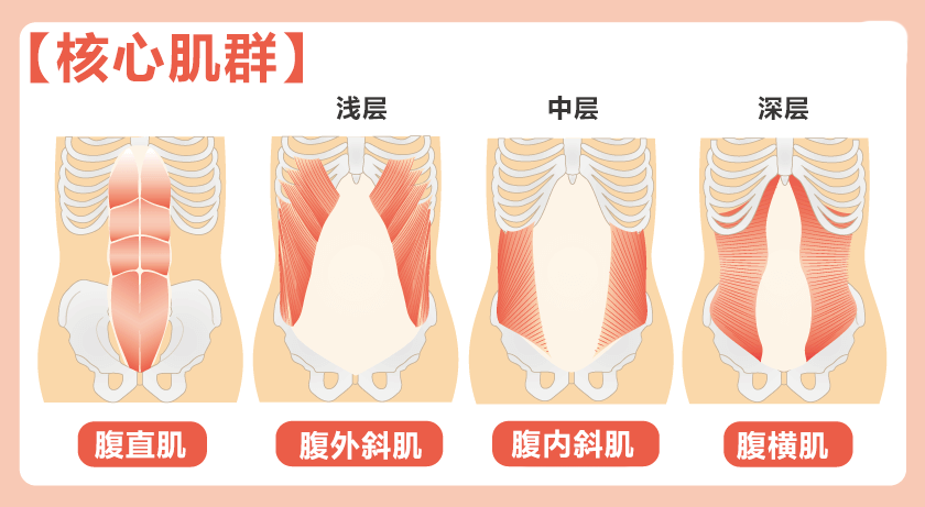 简言之核心肌群是我们腰,腹,背部的肌肉,有深层腹横肌等,也有浅层的腹