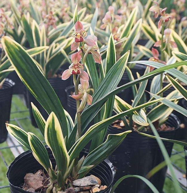 墨兰红神荷,一款品相独特的兰花,盆栽花大色艳,拍照十分美艳