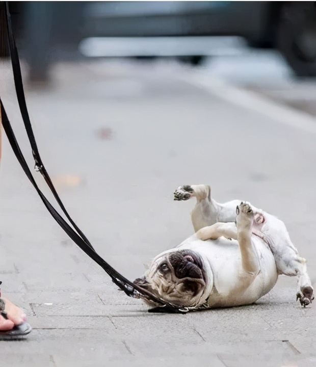 狗狗之所以见到你就"躺下打滚",除了爱你,还有这些原因