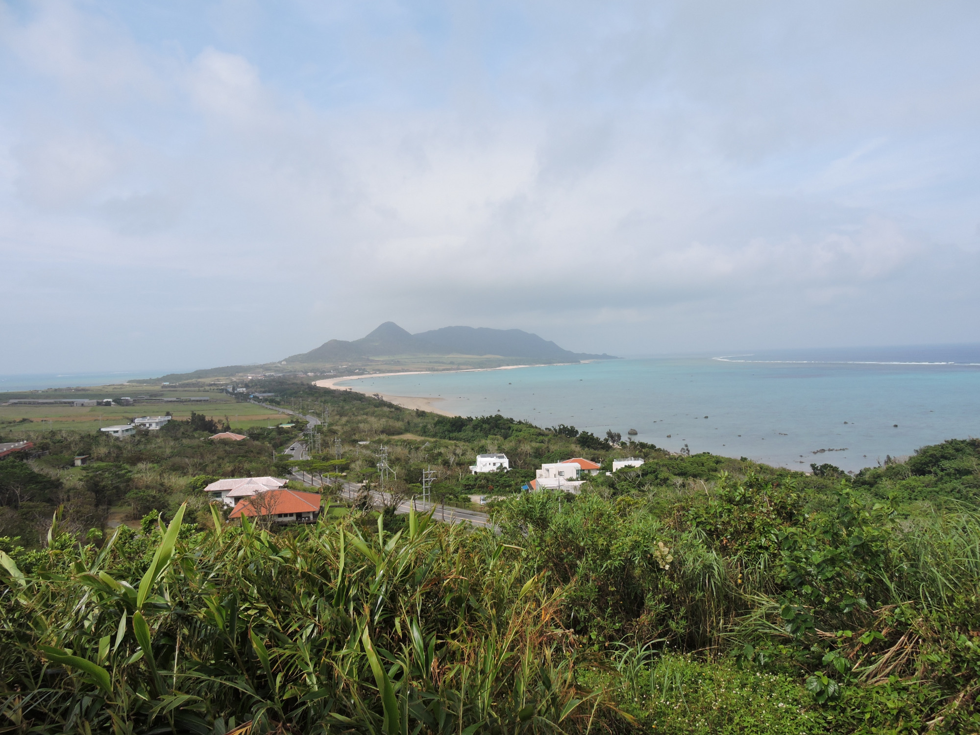 1965年,科学家才第一次发现了西表山猫.